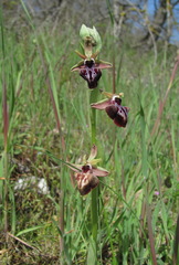 Ophrys mammosa