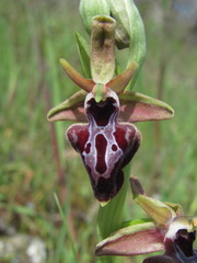 Ophrys mammosa