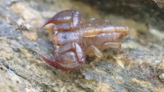 Euscorpius avcii