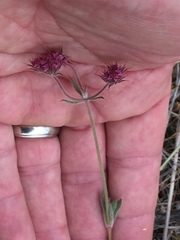 Chorizanthe douglasii
