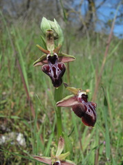 Ophrys mammosa