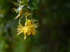 Hypericum oblongifolium