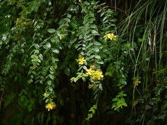 Hypericum oblongifolium