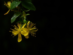 Hypericum oblongifolium