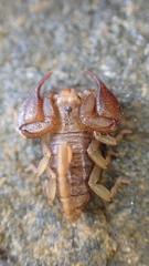 Euscorpius avcii