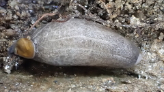 Carpathica insularis