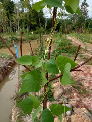 Psophocarpus tetragonolobus