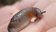 Carpathica insularis