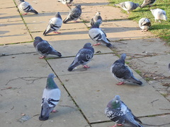 Columba livia domestica