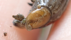 Carpathica insularis