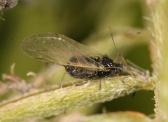 Aphis craccae