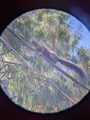 Sciurus aureogaster