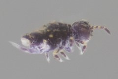 Neosminthurus