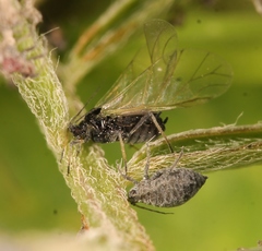 Aphis craccae