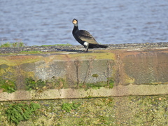 Phalacrocorax carbo