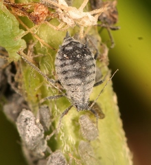 Aphis craccae