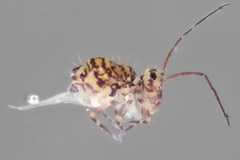 Ptenothrix marmorata