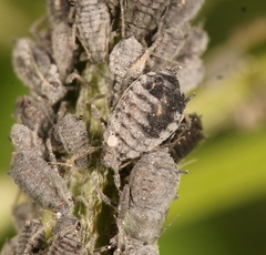 Aphis craccae