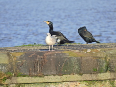 Phalacrocorax carbo