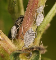 Aphis craccae