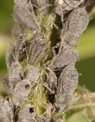 Aphis craccae
