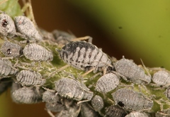 Aphis craccae
