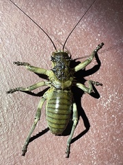 Spalacomimus magnus