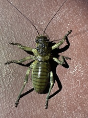 Spalacomimus magnus