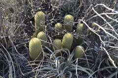 Coryphantha erecta