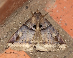 Celiptera helvina