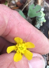 Ranunculus fascicularis
