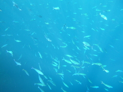 Pterocaesio chrysozona
