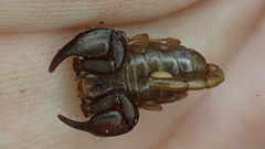 Euscorpius avcii