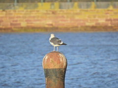 Larus fuscus