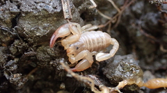 Euscorpius avcii