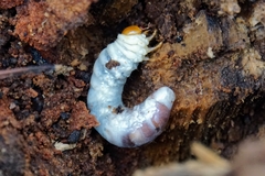 Dorcus parallelipipedus