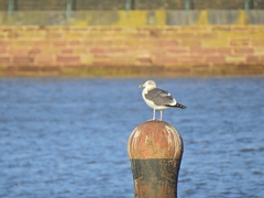 Larus fuscus