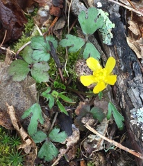 Ranunculus fascicularis