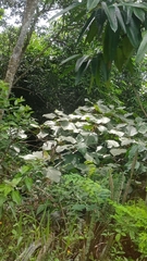 Ficus padana