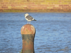 Larus fuscus