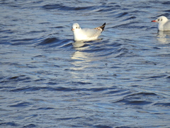 Chroicocephalus ridibundus