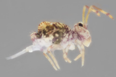 Ptenothrix renateae