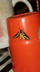 Nannoarctia conjuncta