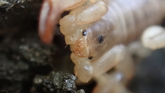 Euscorpius avcii
