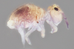 Neosminthurus clavatus