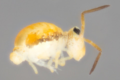 Sminthurinus henshawi