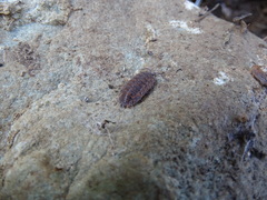 Trachelipus squamuliger