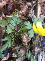 Ranunculus fascicularis