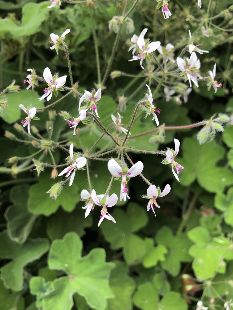 Peppermint-scented geranium