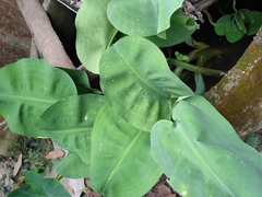 Limnocharis